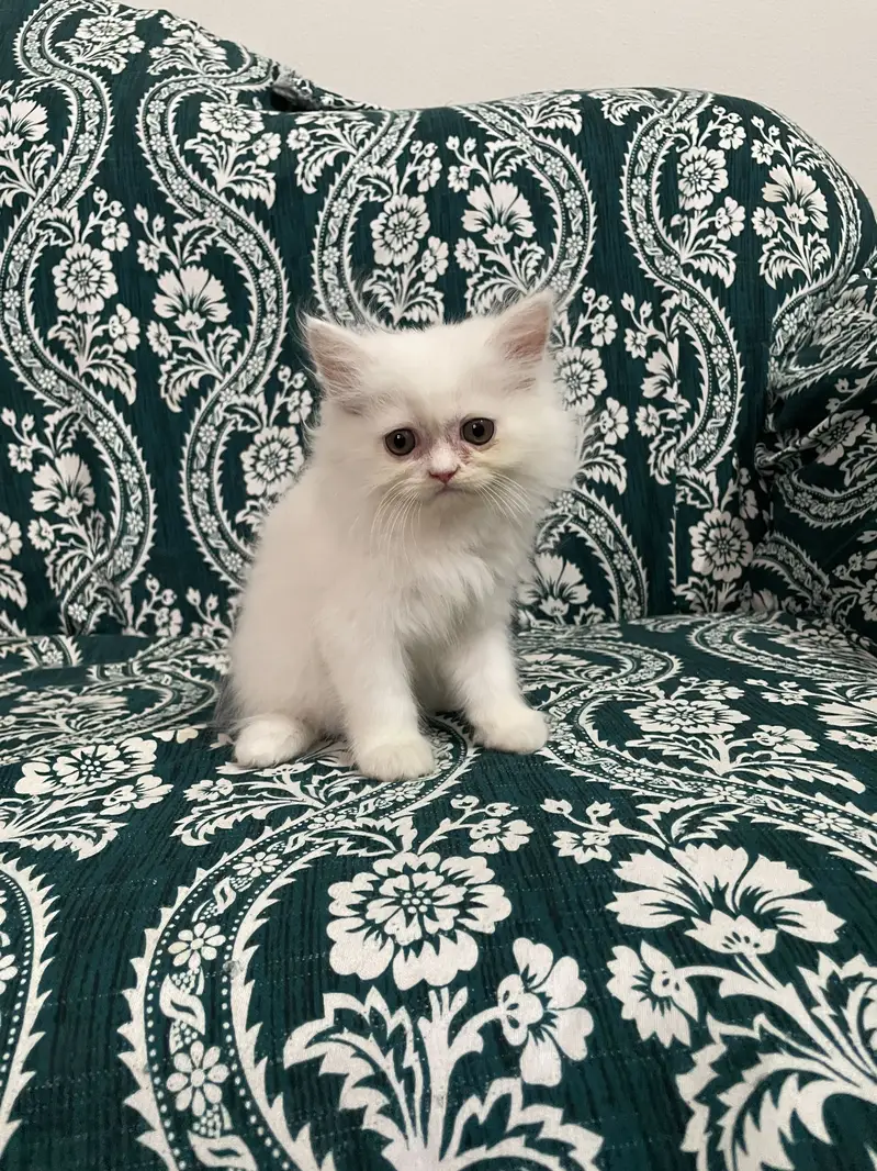 Pure Persian Kittens — photo 4