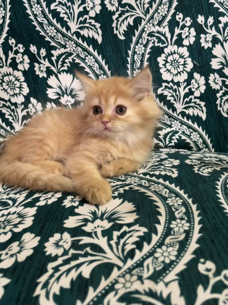 Pure Persian Kittens — photo 5