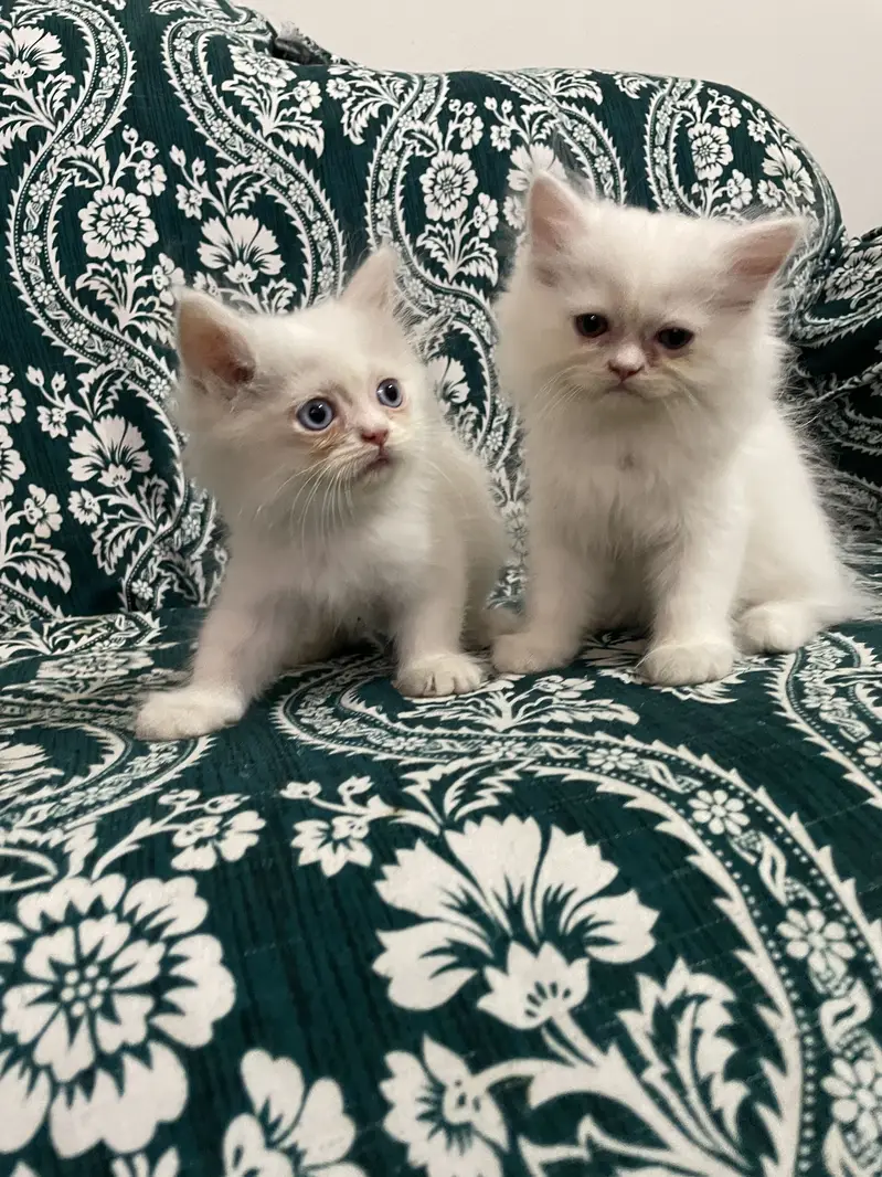 Pure Persian Kittens — photo 6