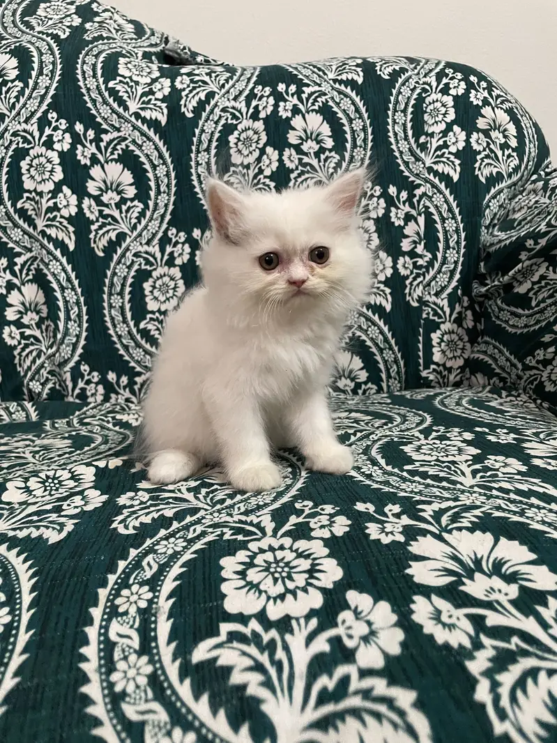 Pure Persian Kittens — photo 7