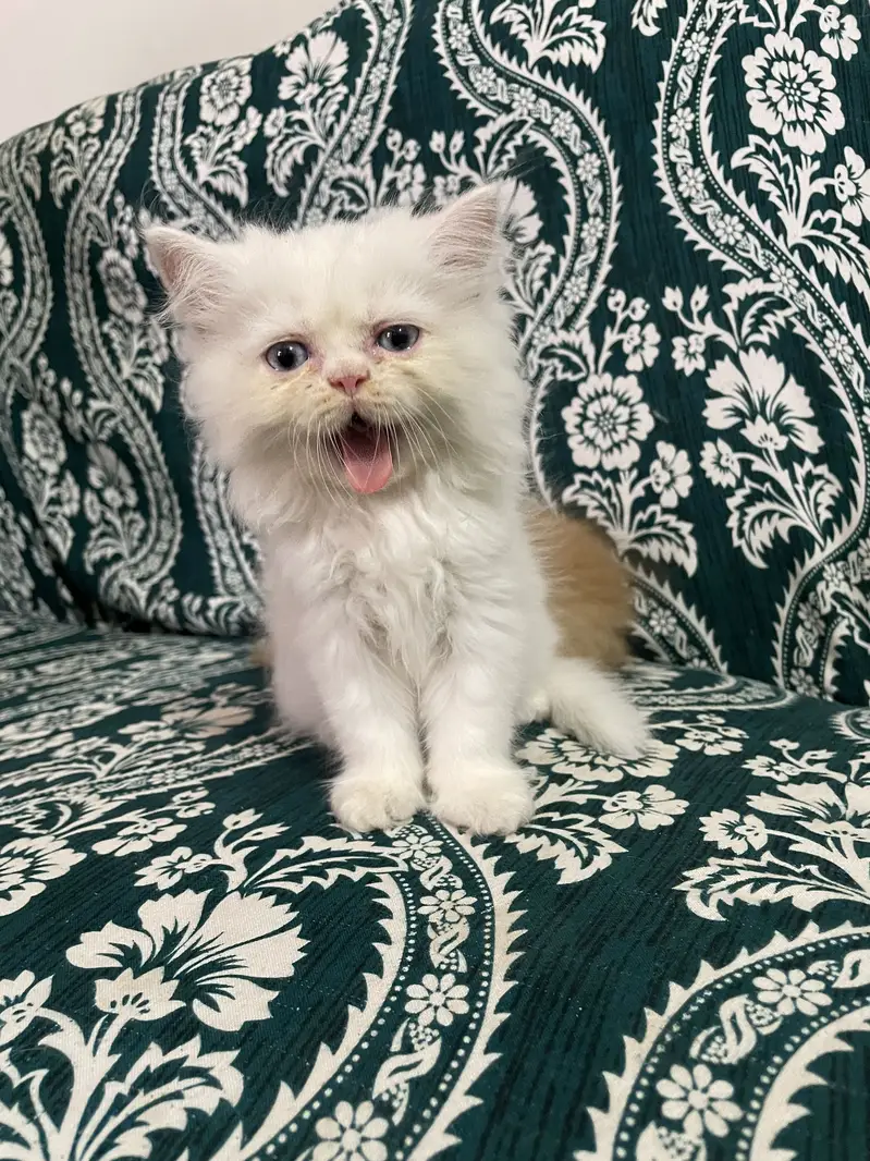 Pure Persian Kittens — photo 8