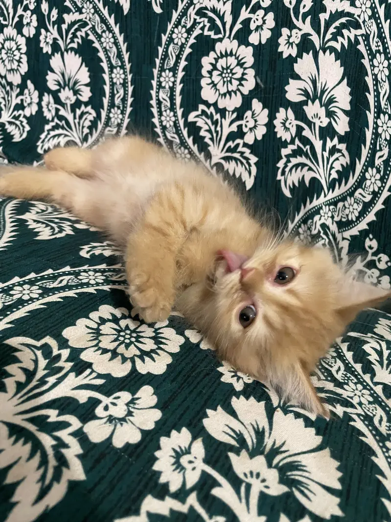 Pure Persian Kittens — photo 9