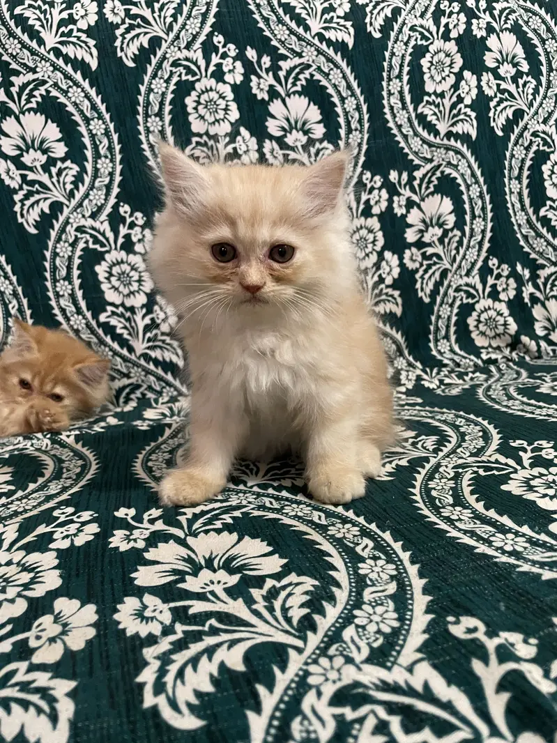 Pure Persian Kittens — photo 10