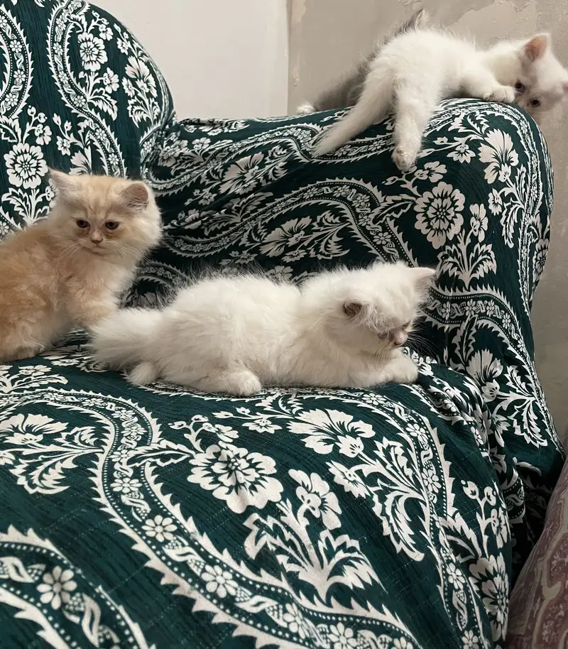 Pure Persian Kittens — photo 11