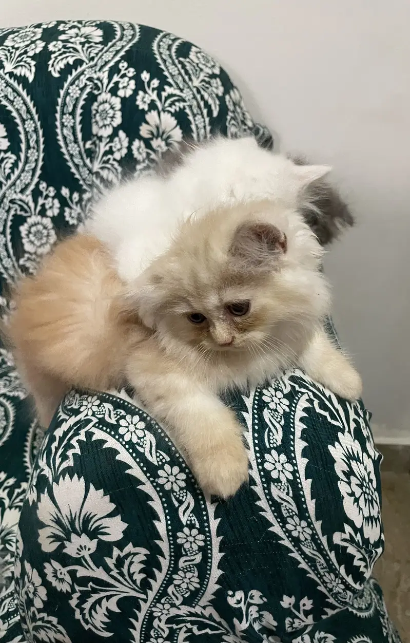 Pure Persian Kittens — photo 12