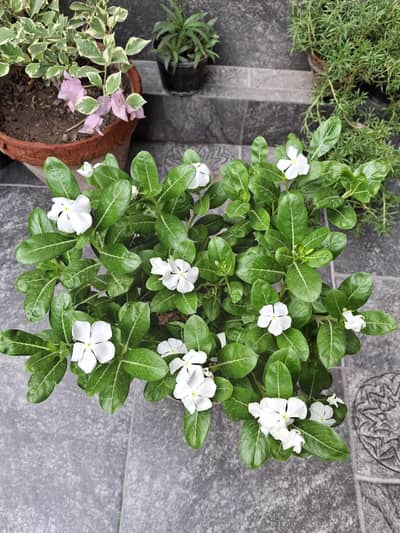 White and purple periwinkle (Sada Bahar)