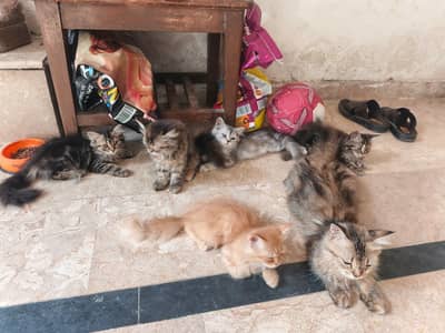 Cat with kittens