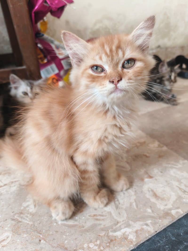 Cat with kittens 1