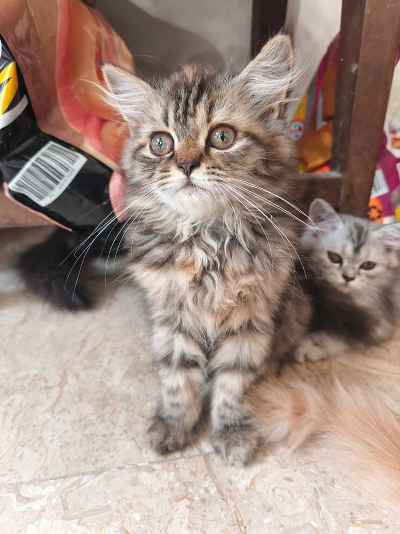 Cat with kittens 2