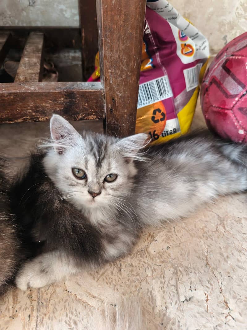 Cat with kittens 3