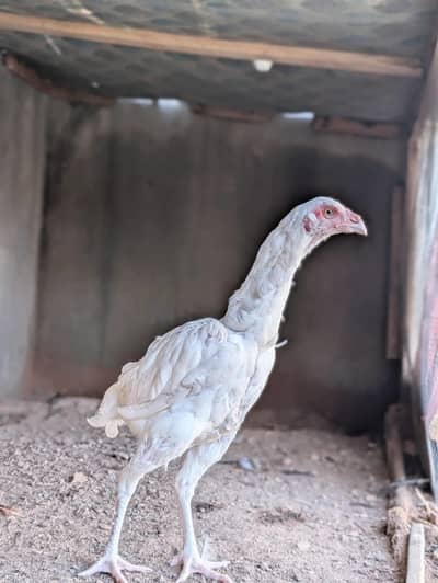 Paper white Heera quality female available Whatsapp: 03159640025