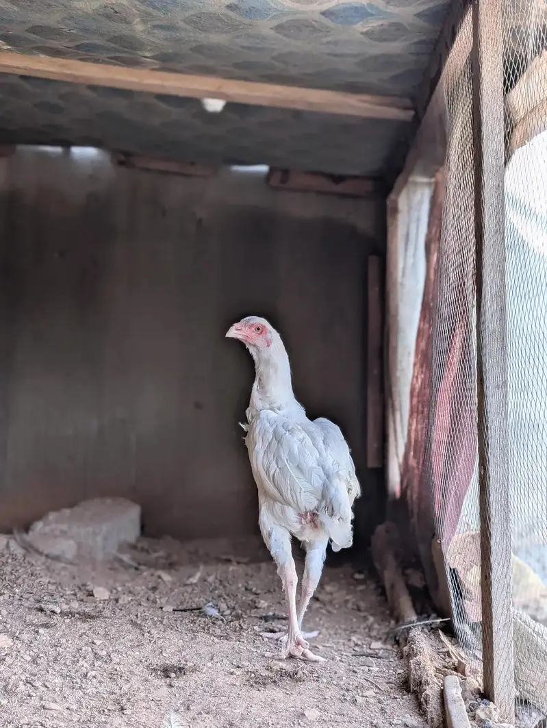 Paper white Heera quality female available Whatsapp: 03159640025 — photo 2