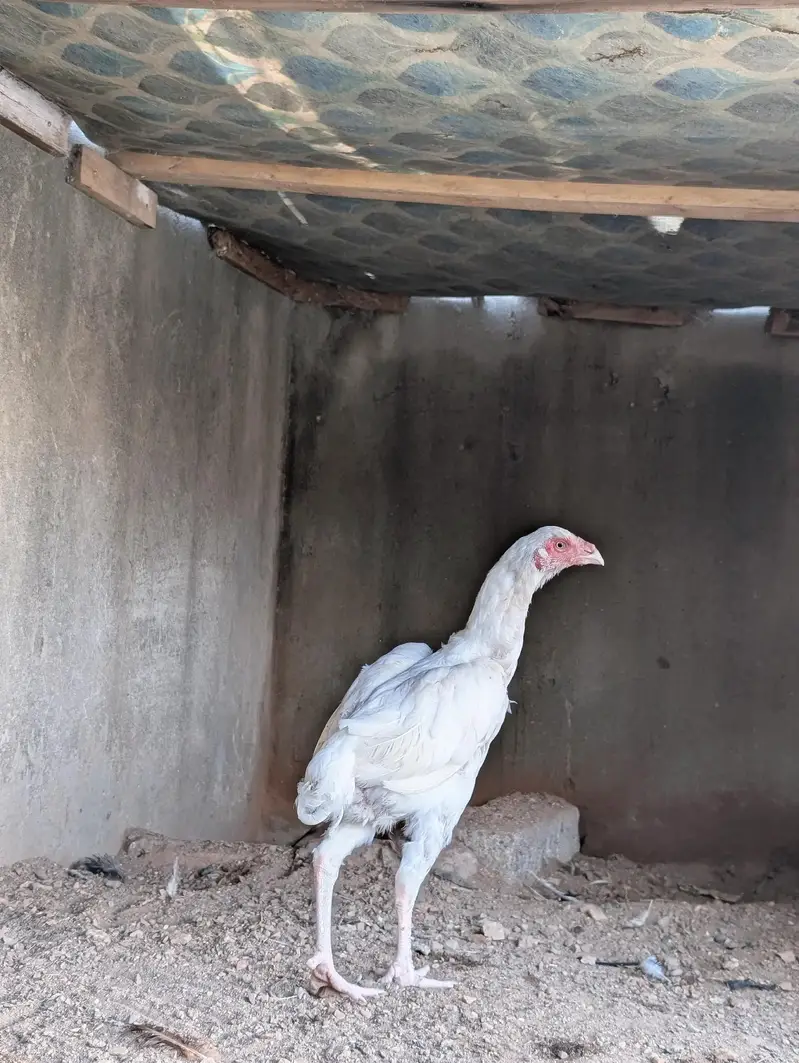 Paper white Heera quality female available Whatsapp: 03159640025 — photo 3