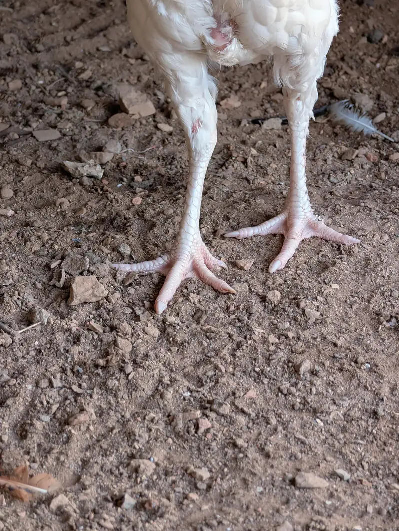 Paper white Heera quality female available Whatsapp: 03159640025 — photo 5