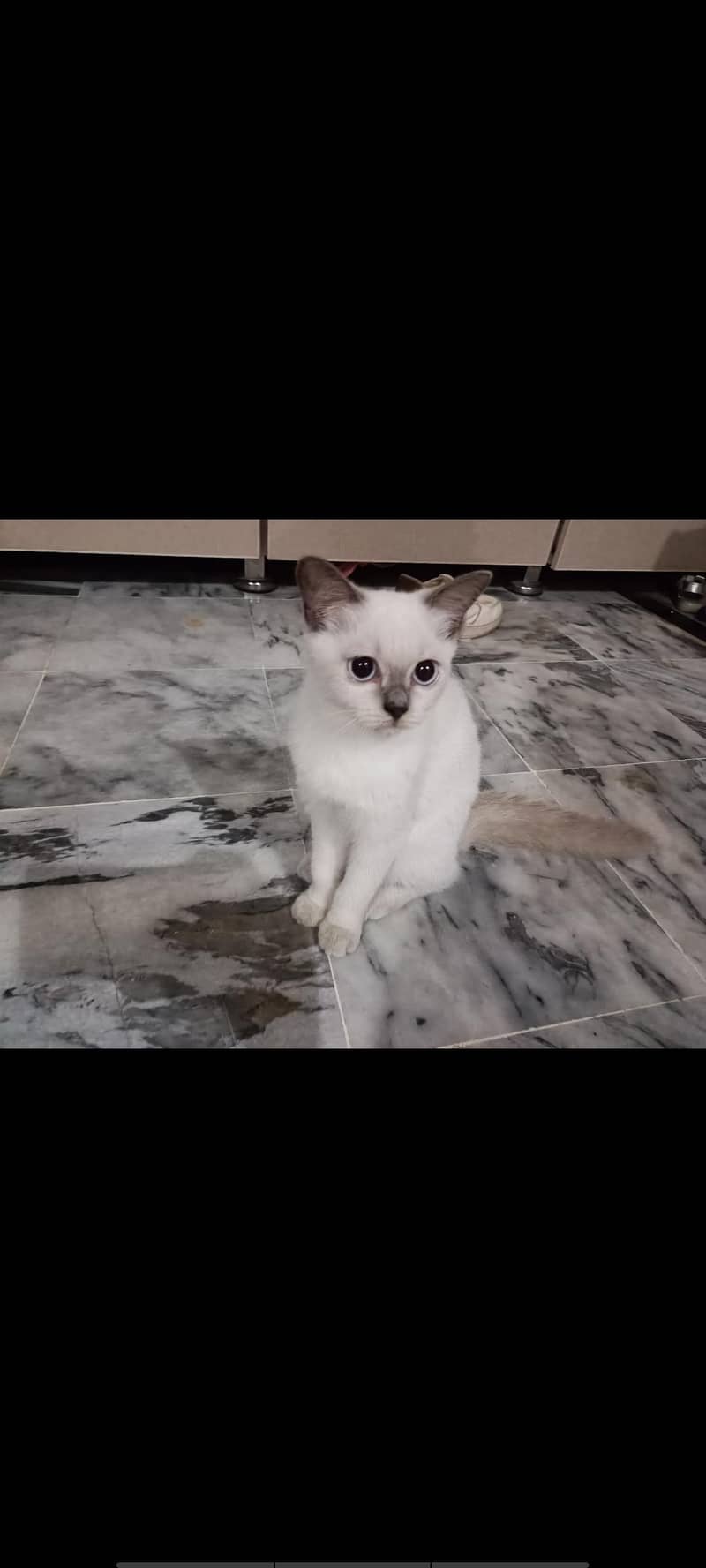 Siamese 0