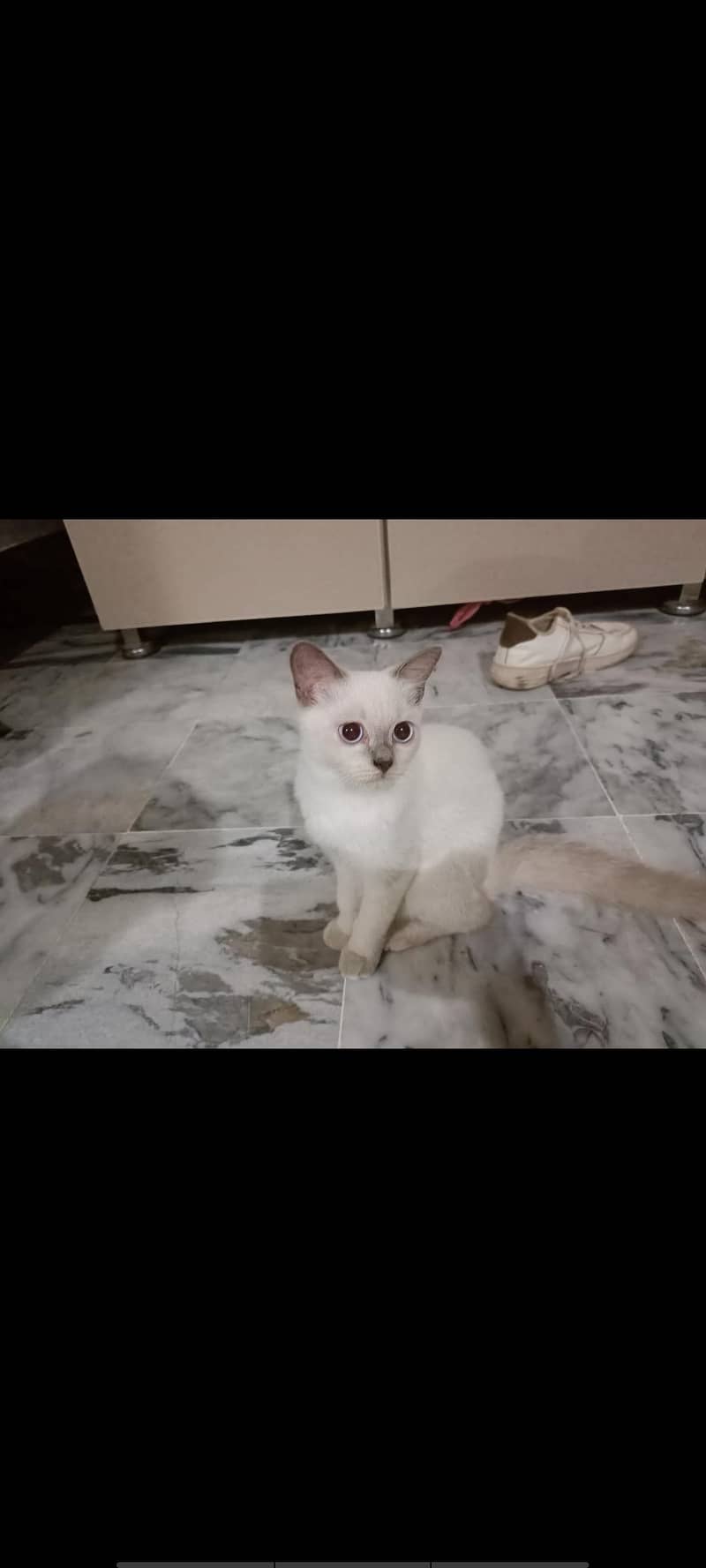Siamese 1