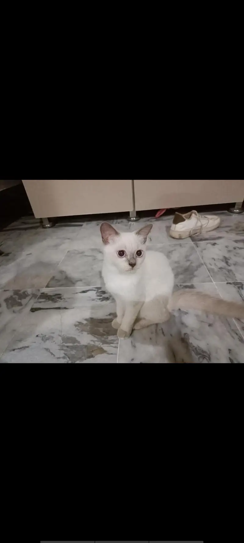 Cat for sale — photo 2