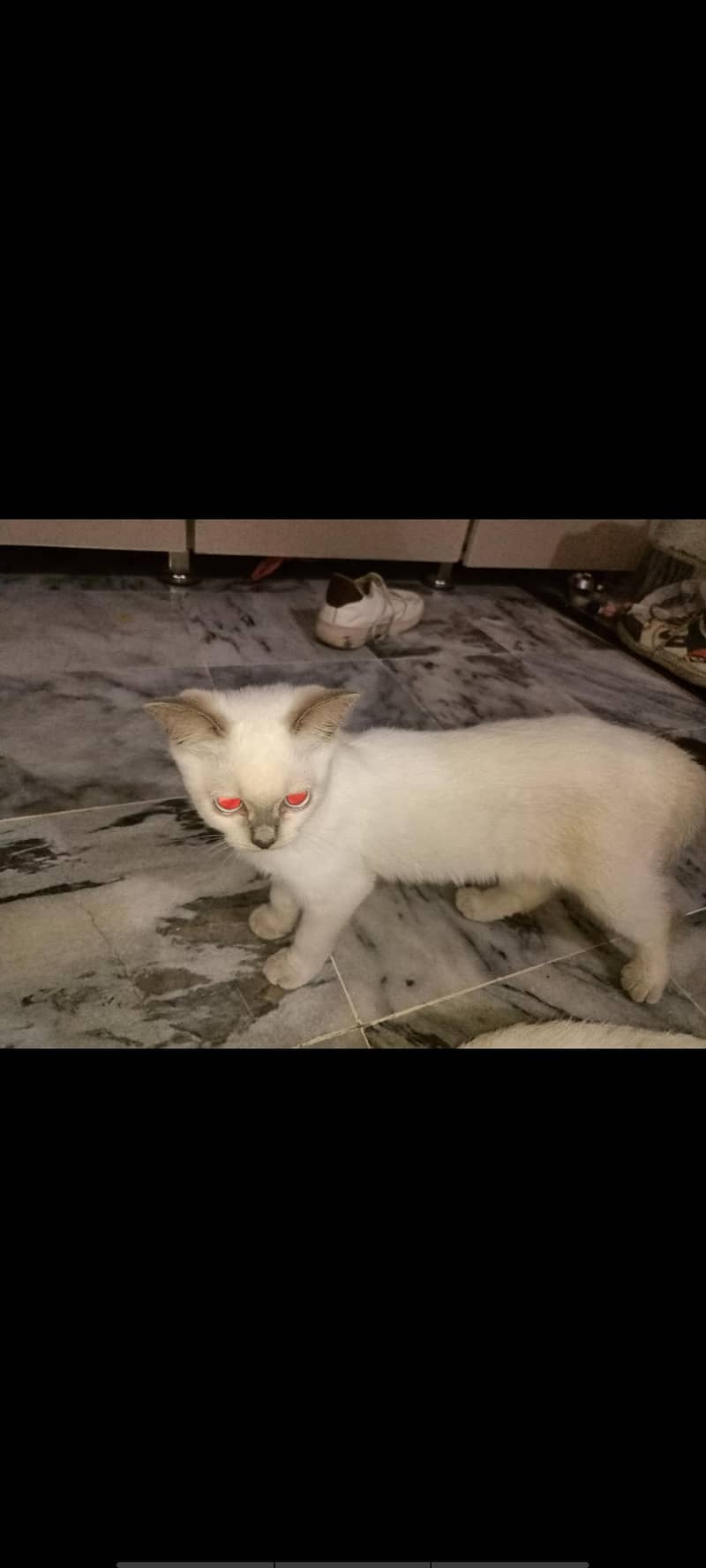 Siamese 2