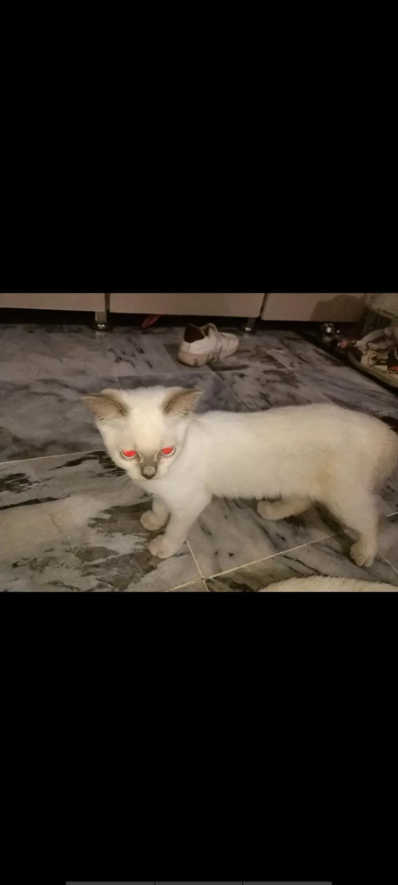 Cat for sale — photo 3