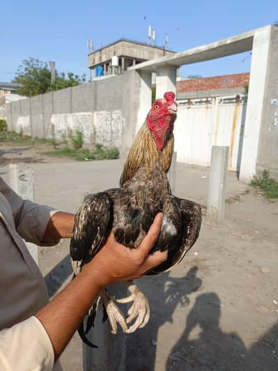 asesl pair with 4 chicks for sale