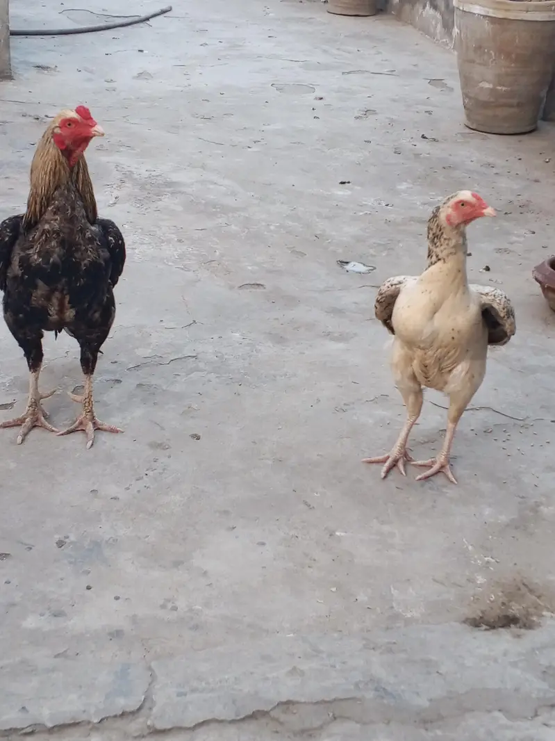 asesl pair with 4 chicks for sale — photo 2