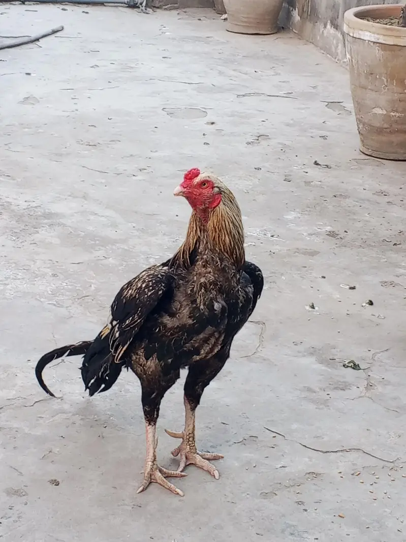 asesl pair with 4 chicks for sale — photo 3