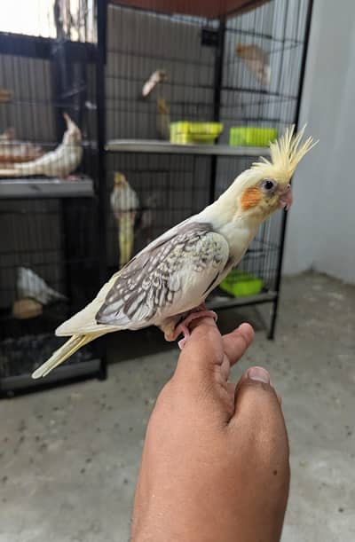 Cocktail chicks pair available available best for hand tame