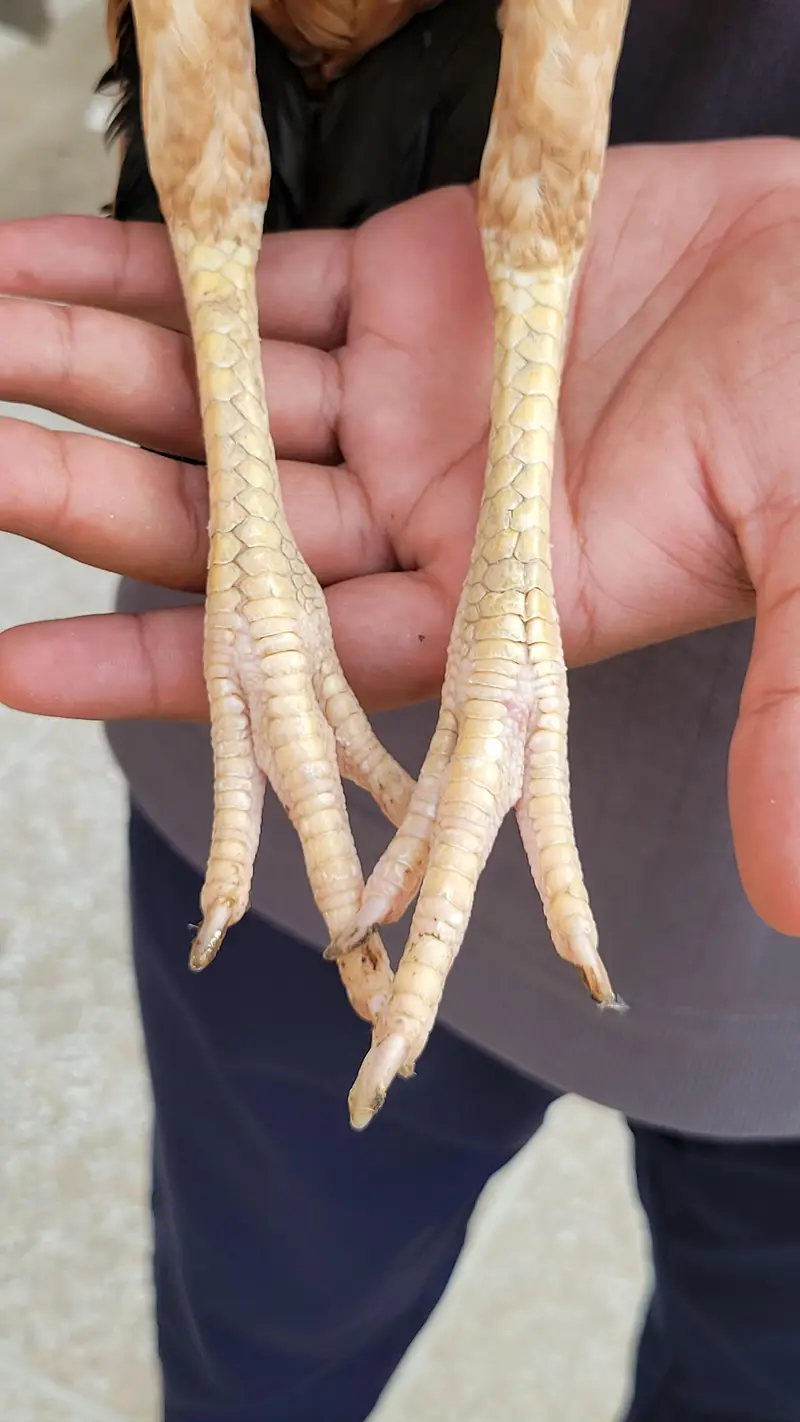Aseel Jori For sale — photo 3