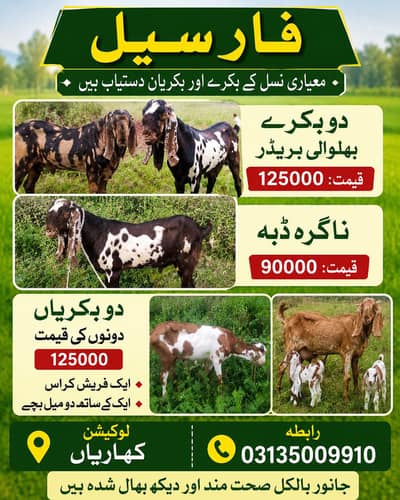 2 bakray 3 bakrian 4 bachy 3 sheeps