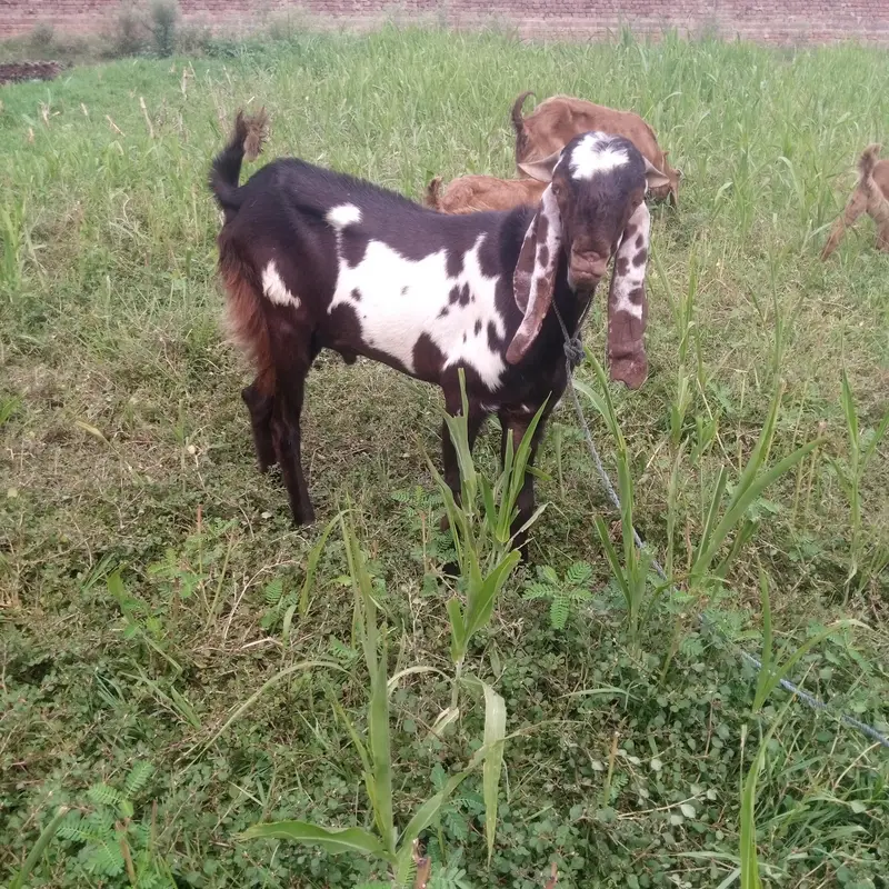 2 bakray 3 bakrian 4 bachy 3 sheeps — photo 3