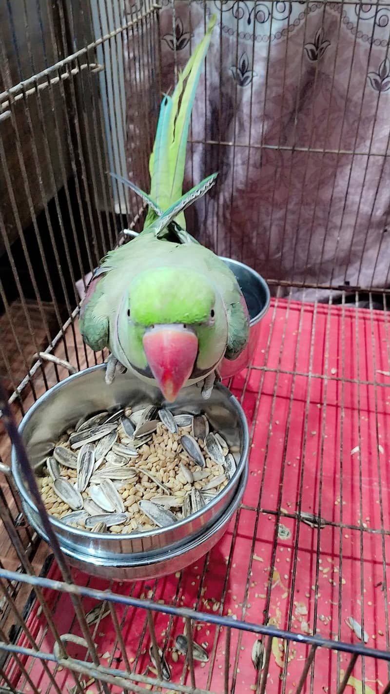 fully friendly parrot 0