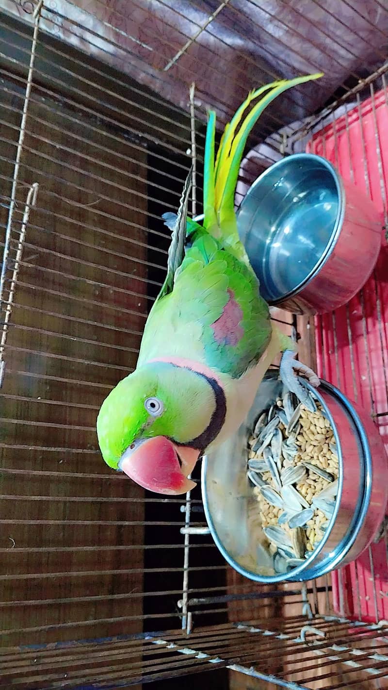 fully friendly parrot 1