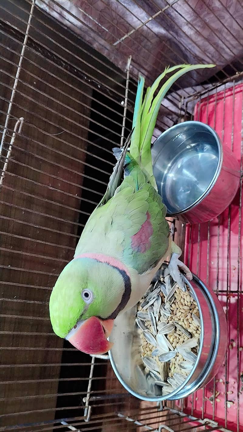 fully friendly parrot 2