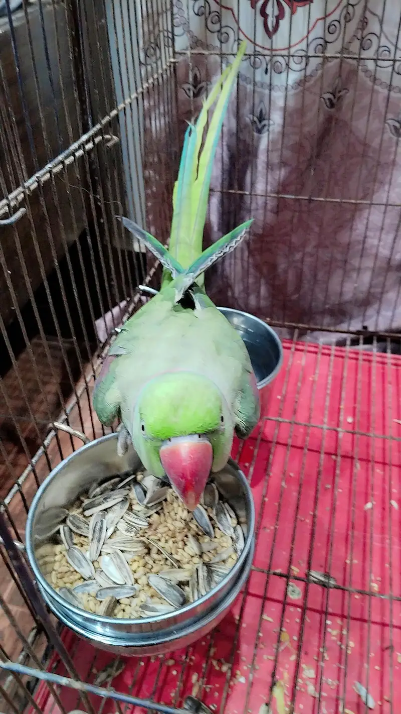fully friendly parrot — photo 4