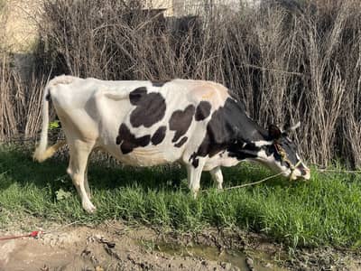 Australian cow