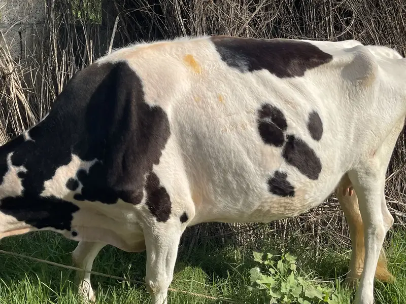 Australian cow — photo 2