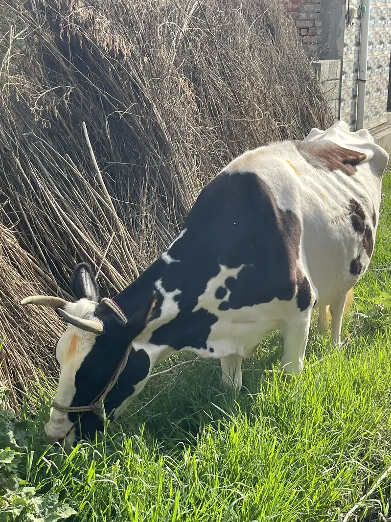 Australian cow — photo 3