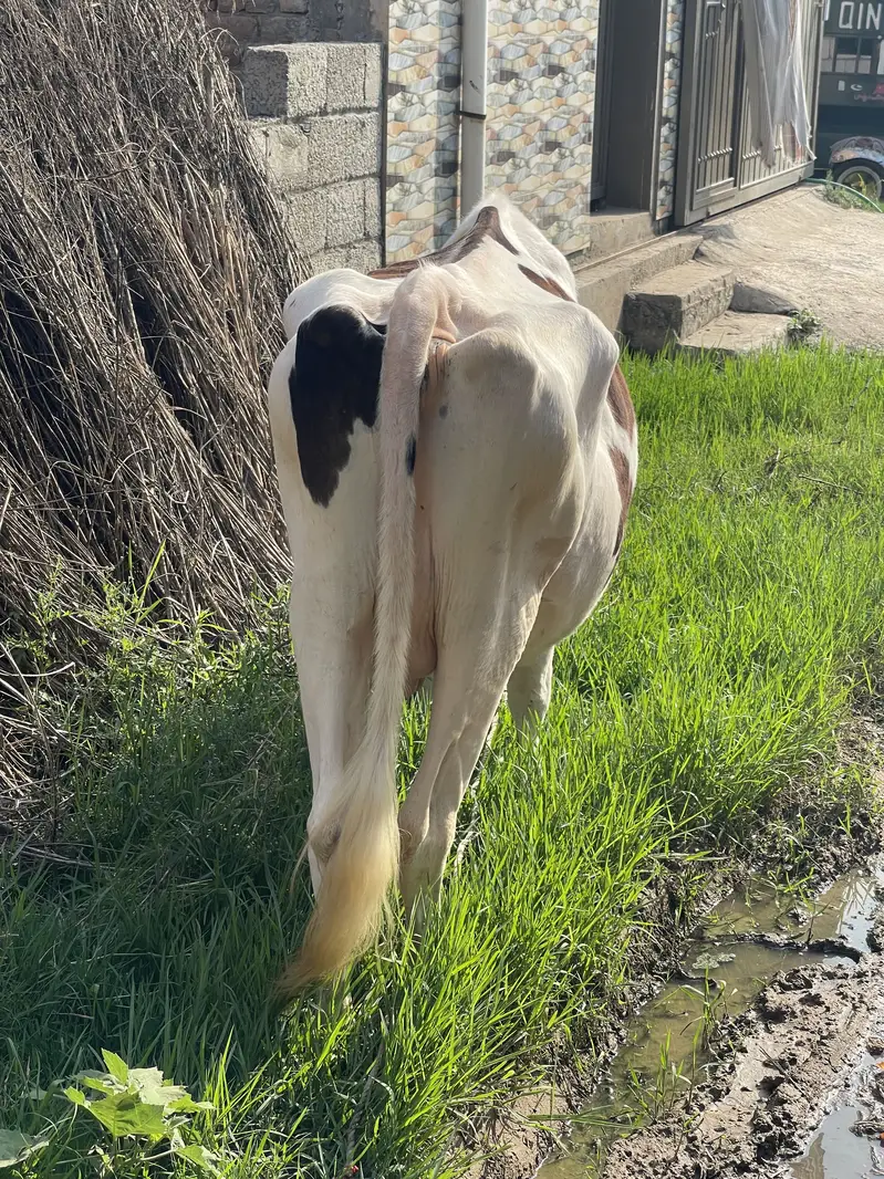 Australian cow — photo 4