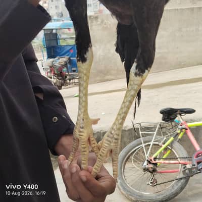 aseel or vilati ka mix