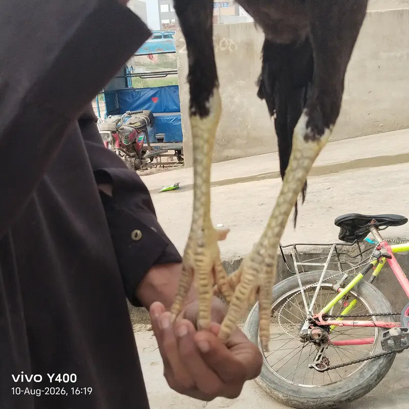 aseel or vilati ka mix — photo 2