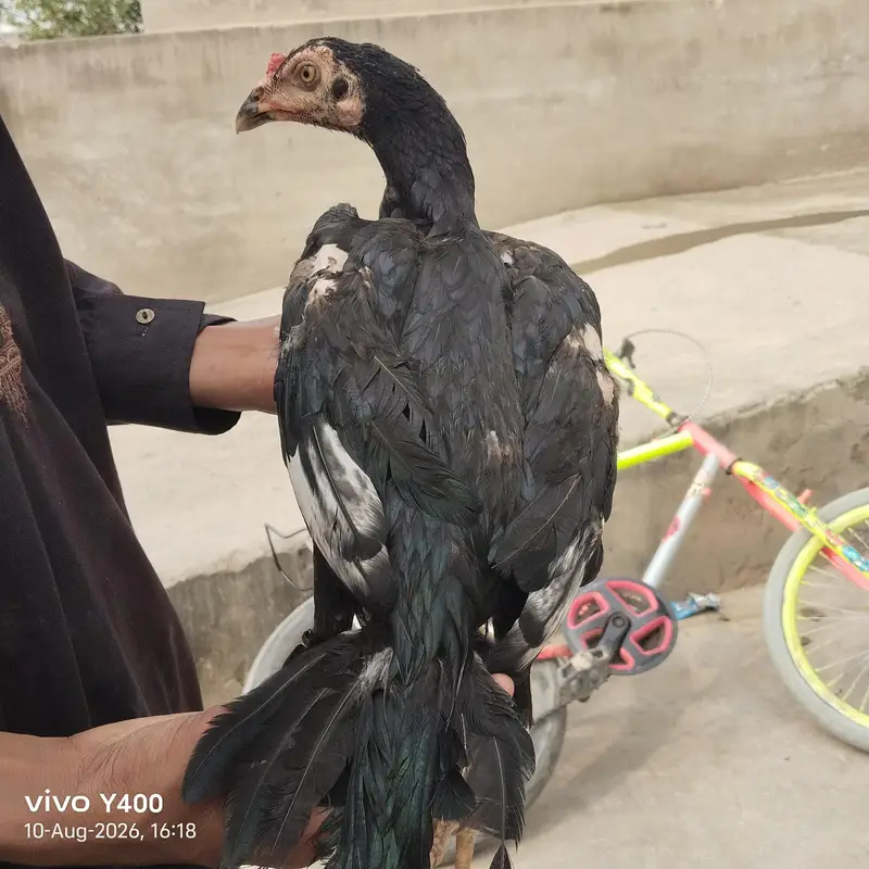 aseel or vilati ka mix — photo 3