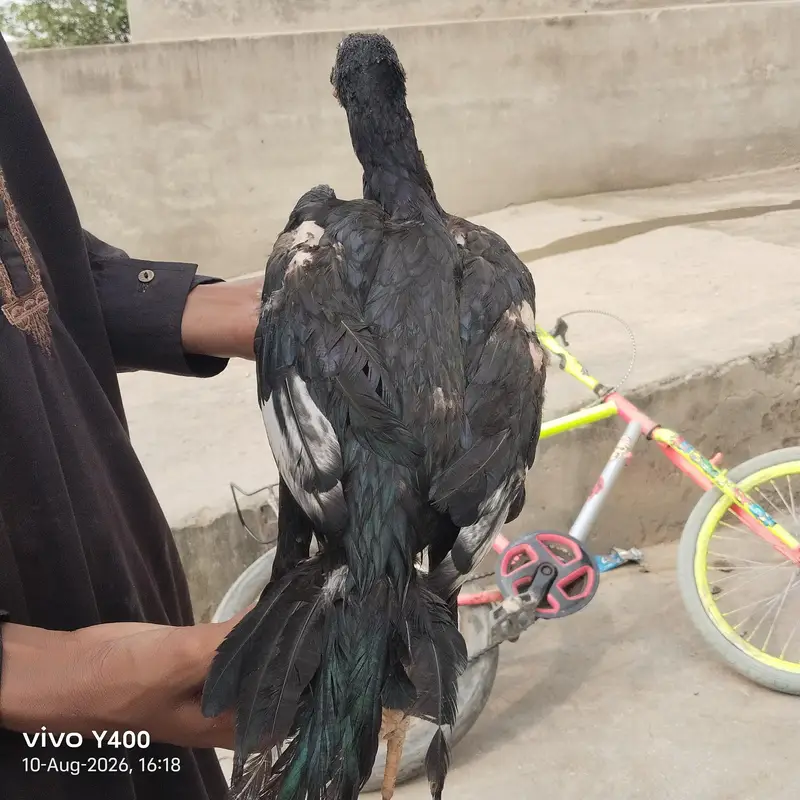 aseel or vilati ka mix — photo 4
