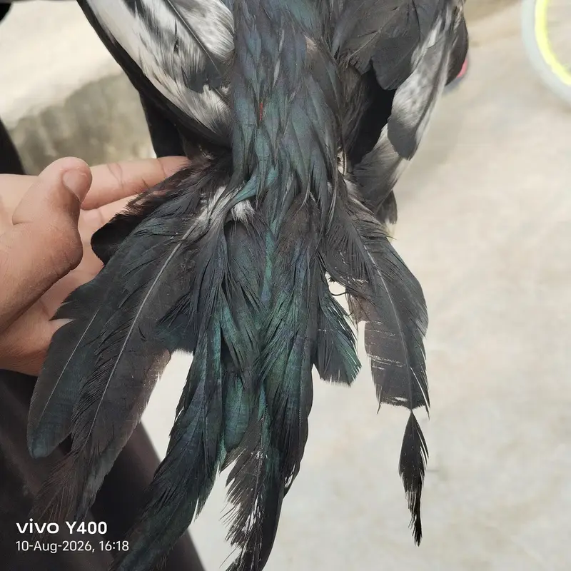 aseel or vilati ka mix — photo 5