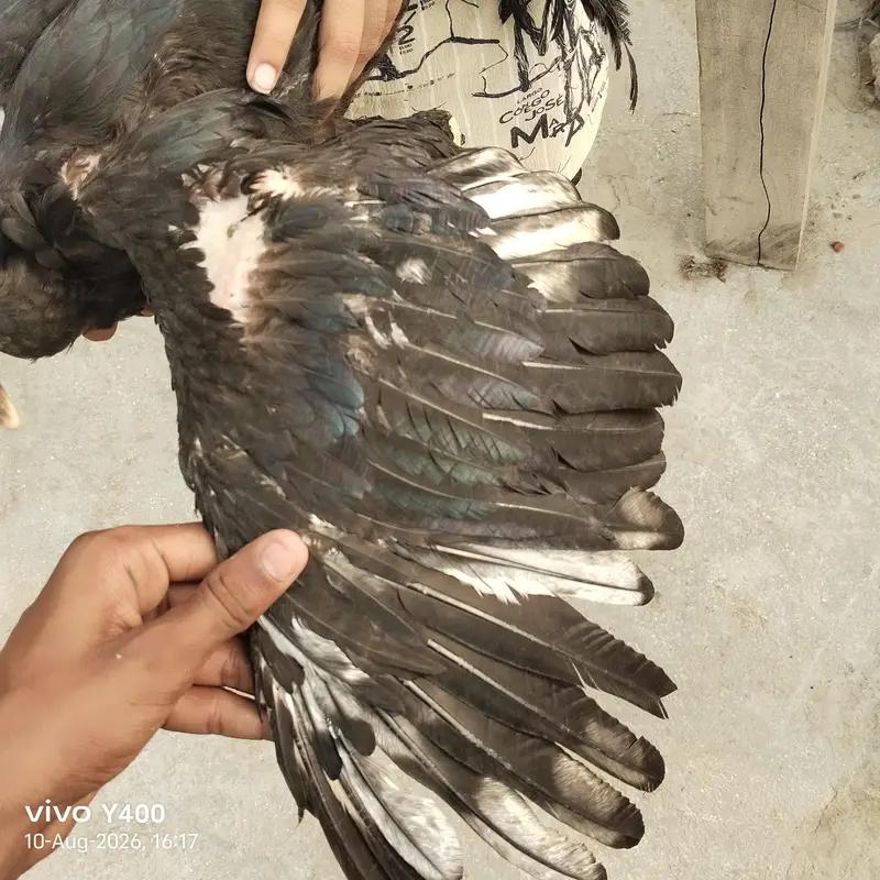 aseel or vilati ka mix — photo 6
