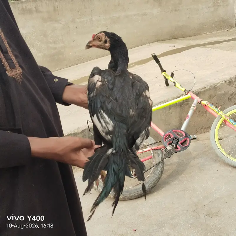 aseel or vilati ka mix — photo 7