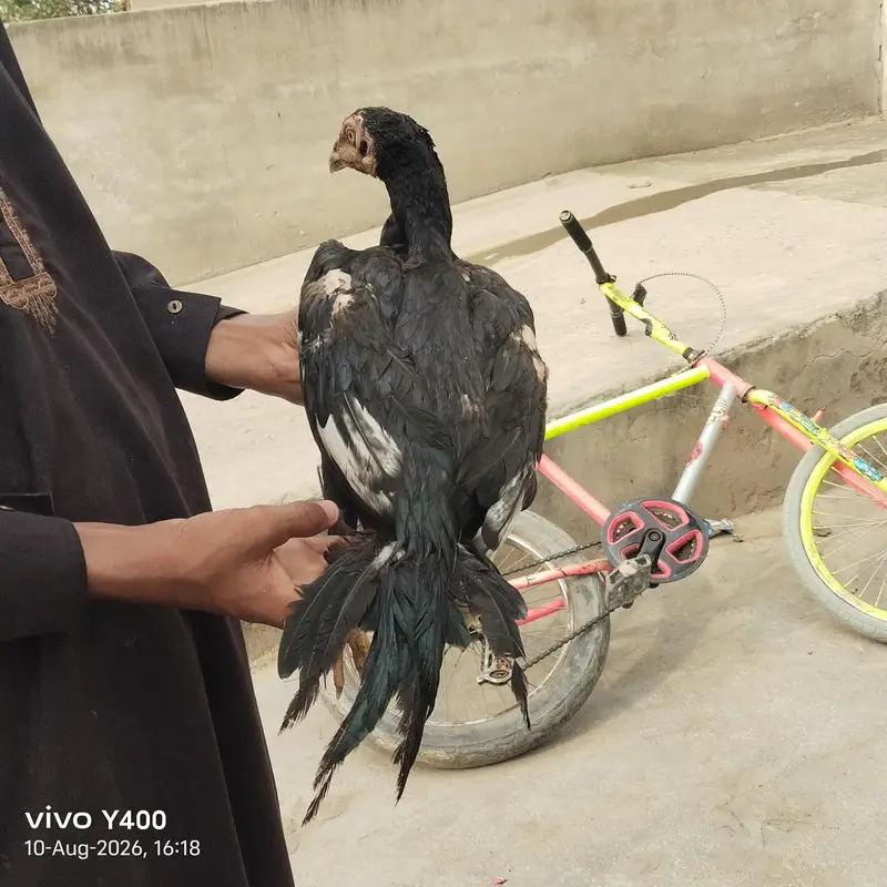 aseel or vilati ka mix — photo 8