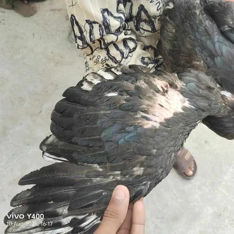 aseel or vilati ka mix — photo 9