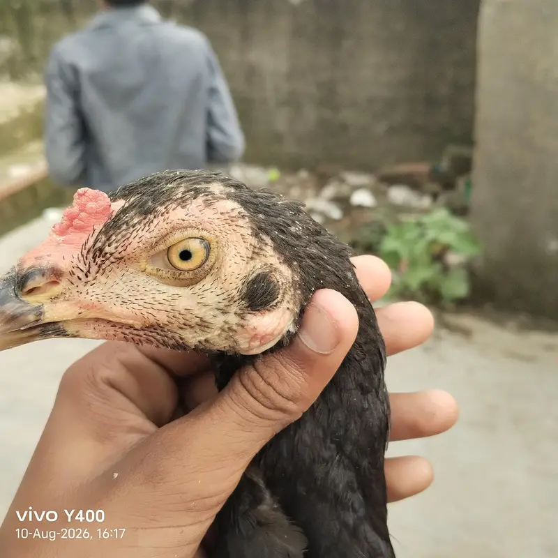 aseel or vilati ka mix — photo 10