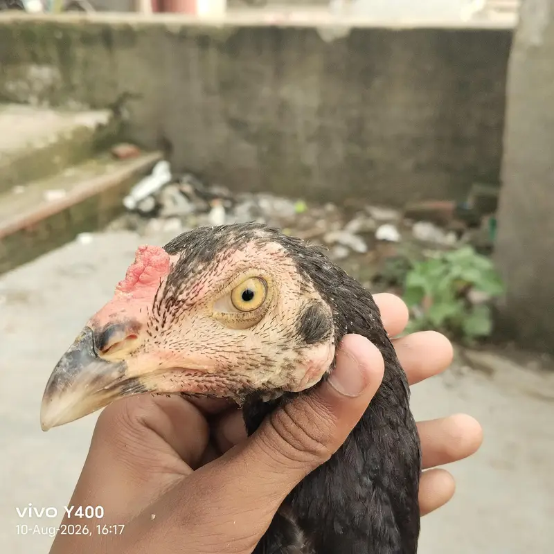 aseel or vilati ka mix — photo 11