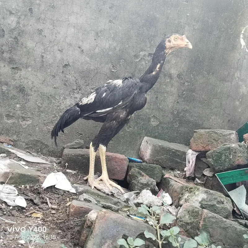 aseel or vilati ka mix — photo 12